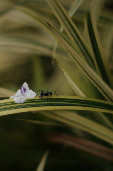 Ants & Salt: How It Works, Why It Fails, and Better Solutions
