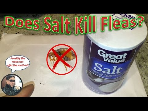 Does Salt Work Against Ants? An Honest Look at Effectiveness